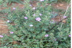 Barleria mysorensis